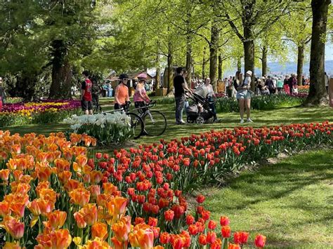 morges tulpen|Tulpenfest von Morges 2024: Frühlingsfarben und。